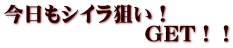 今日もシイラ狙い！ 　　　　　　　GET！！