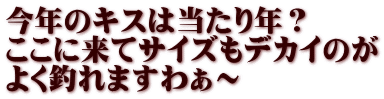 今年のキスは当たり年？ ここに来てサイズもデカイのが よく釣れますわぁ～