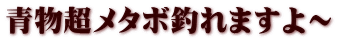 青物超メタボ釣れますよ～