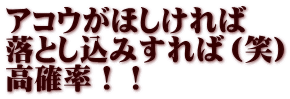 アコウがほしければ 落とし込みすれば（笑） 高確率！！