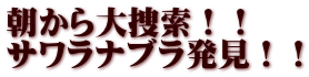 朝から大捜索！！ サワラナブラ発見！！