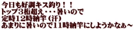 今日も好調キス釣り！！ トップ3桁超え・・・暑いので 定時12時納竿（汗） あまりに暑いので11時納竿にしようかなぁ～