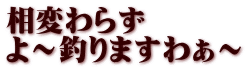 相変わらず よ～釣りますわぁ～