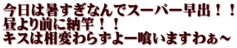 今日は暑すぎなんでスーパー早出！！ 昼より前に納竿！！ キスは相変わらずよー喰いますわぁ～
