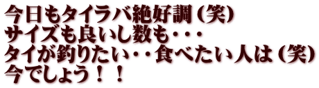 今日もタイラバ絶好調（笑） サイズも良いし数も・・・ タイが釣りたい・・食べたい人は（笑） 今でしょう！！