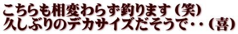 こちらも相変わらず釣ります（笑） 久しぶりのデカサイズだそうで・・（喜）