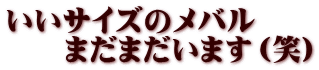 いいサイズのメバル 　　まだまだいます（笑）
