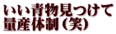 いい青物見つけて 量産体制（笑）