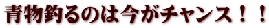 青物釣るのは今がチャンス！！